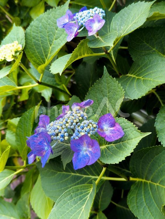 赤紫色の額咲きのアジサイ 紫陽花,アジサイ,あじさいの写真素材