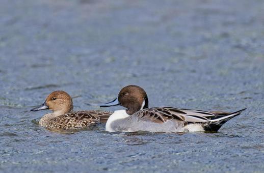 泳ぐオナガガモの雄と雌 オナガガモ,尾長鴨,鴨の写真素材