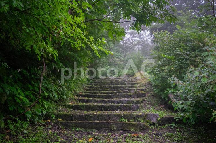 霧のかかる人気のない山道階段 階段,植物,樹木の写真素材