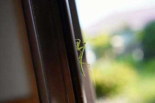 Baby Mantis B, JPG Baby Mantis B, JPG