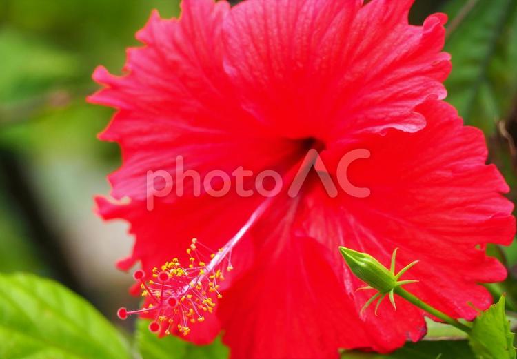 大きな赤いハイビスカスの花沖縄イメージ ハイビスカス,赤のハイビスカス,南国の写真素材