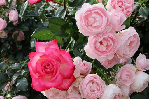 バラ園に咲くきれいな薔薇を撮った写真です バラ園に咲くきれいな薔薇を撮った写真ですの写真