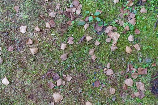 苔の上の落ち葉 苔の上の落ち葉 落葉,苔,枯葉の写真素材