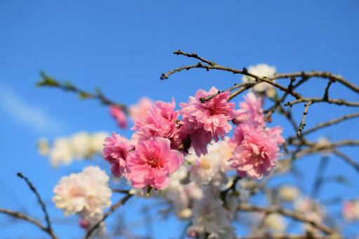 ハナモモ ハナモモ,春,4月の写真素材