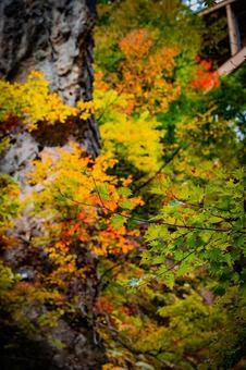 宮城県　鳴子峡の秋の風景 宮城,宮城県,大崎市の写真素材
