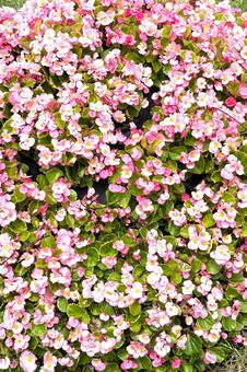 ベゴニアの花 フローレンス,夏に盛り,画面一面の写真素材