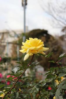 日本生まれの黄色い薔薇、新星 薔薇,新星,花の写真素材