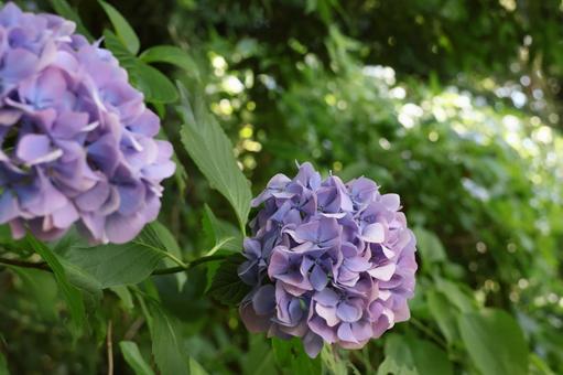 Photo, hydrangea, purple, june, 