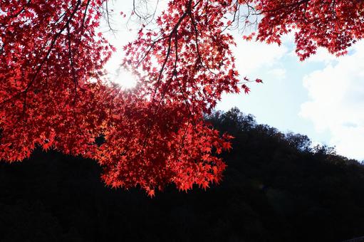 紅葉と空 紅葉と空 秋,紅葉,モミジの写真素材