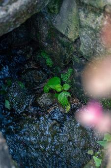 小川のイラクサ イラクサ,小川,川の写真素材