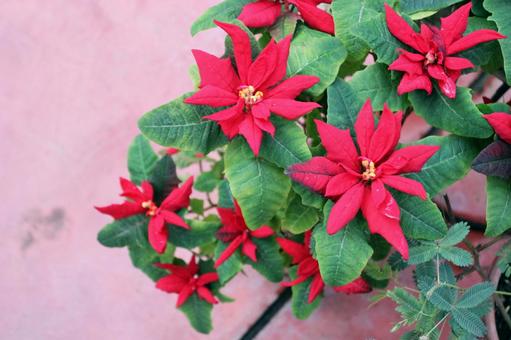 シクラメン シクラメン シクラメン,赤,花の写真素材