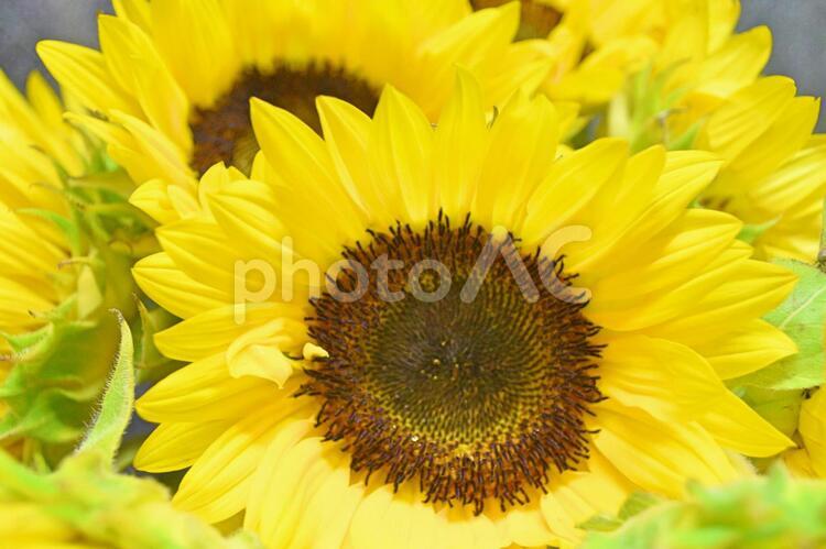 ひまわりのクローズアップ ひまわり,花,ヒマワリの写真素材