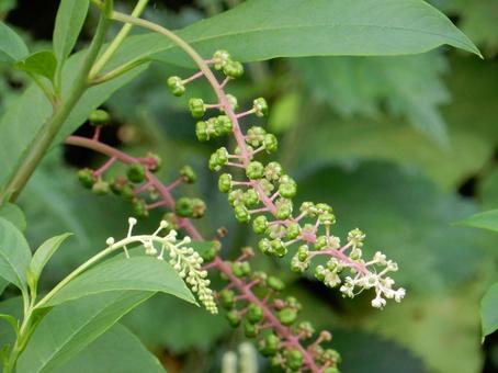 【植物写真】ヨウシュヤマゴボウ 【植物写真】ヨウシュヤマゴボウ ヨウシュヤマゴボウ,洋種山牛蒡,自然の写真素材