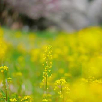 菜の花 菜の花の写真