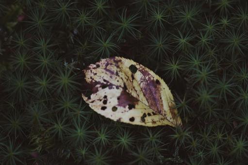 大原三千院の苔 大原三千院の苔の写真