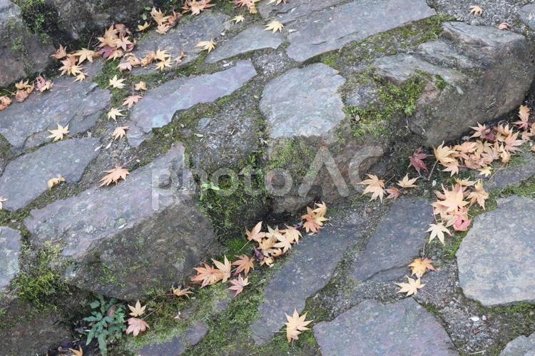 石階段上の紅葉 紅葉,石階段,石の写真素材