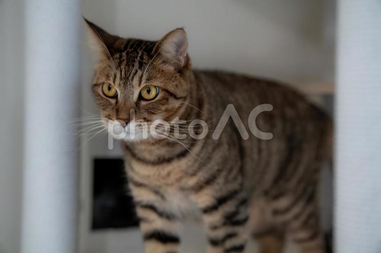 一点を見つめるキジトラ猫 猫,キジトラ,ペットの写真素材