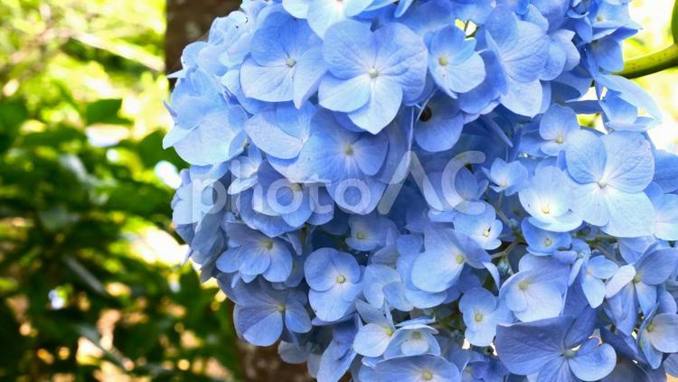 あじさいの花 あじさい,花,フラワーの写真素材