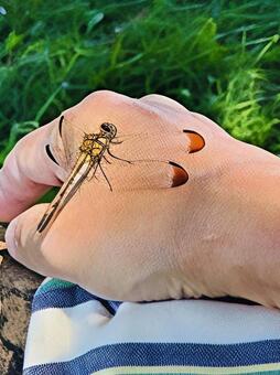 トンボ 昆虫,昆虫採集,自然の写真素材
