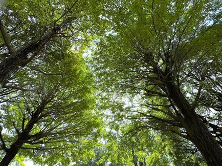 秋の晴天の日の穏やかな木漏れ日１ 木漏れ日,木々,空の写真素材