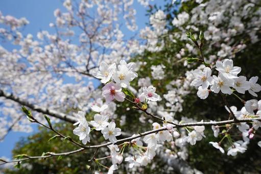 青空に映える桜の花3 青空に映える桜の花3 桜,さくら,ソメイヨシノの写真素材
