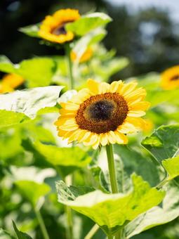 Photo, sunflower, summer, summer vacation, 