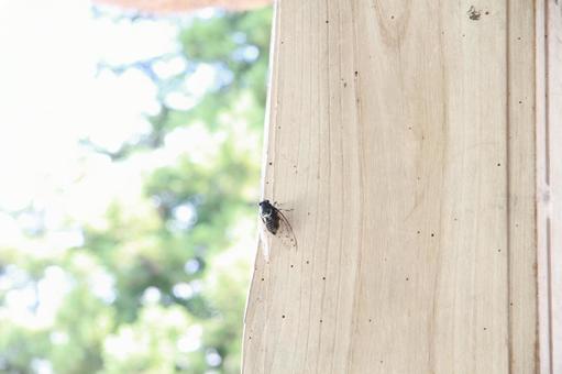 Summer cicadas, JPG Summer cicadas, JPG