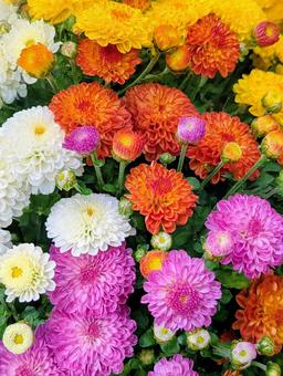 ガーデンマム③ ガーデンマム③ 花,はな,フラワーの写真素材