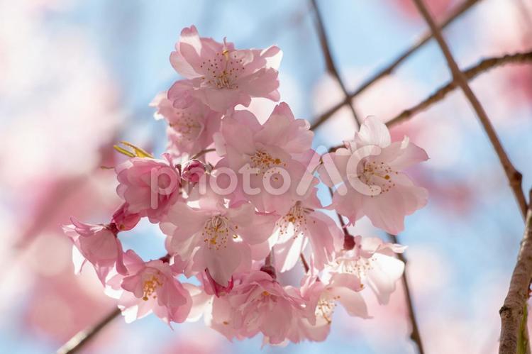 風景素材　美しい枝垂れ桜の花 風景,背景,枝垂れ桜の写真素材