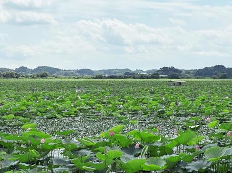 伊豆沼の蓮 宮城県,登米市,伊豆沼の写真素材