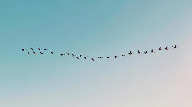 秋空を見上げる渡り鳥の群れ 秋空を見上げる渡り鳥の群れの写真