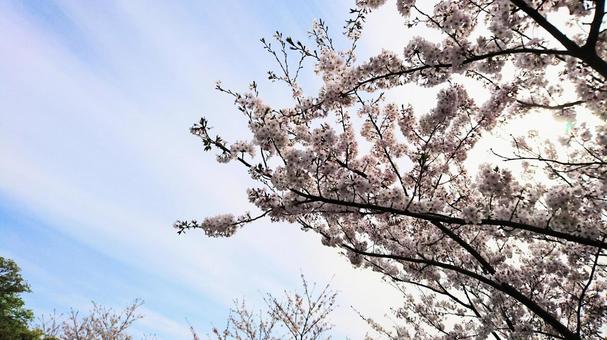 青空に桜 青空に桜の写真