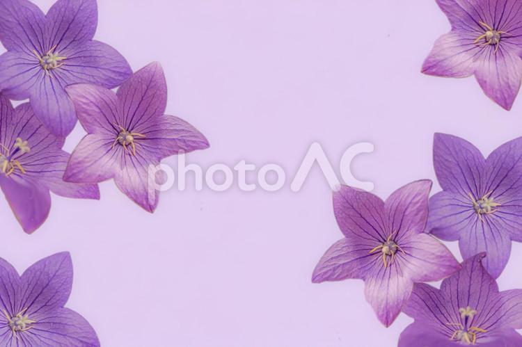 桔梗の花の背景素材 桔梗,花,桔梗の花の写真素材