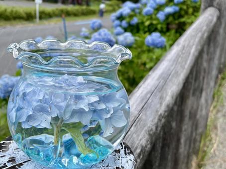 Photo, fish bowl, hydrangea, blue, 