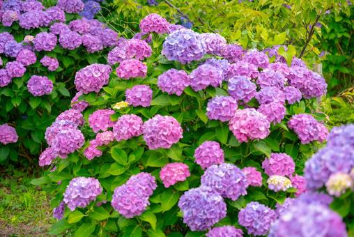 初夏の彩り、可憐な紫陽花 アジサイ,紫陽花,花の写真素材