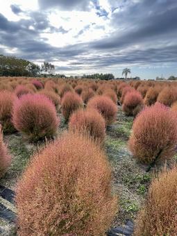 秋のコキア 秋のコキアの写真