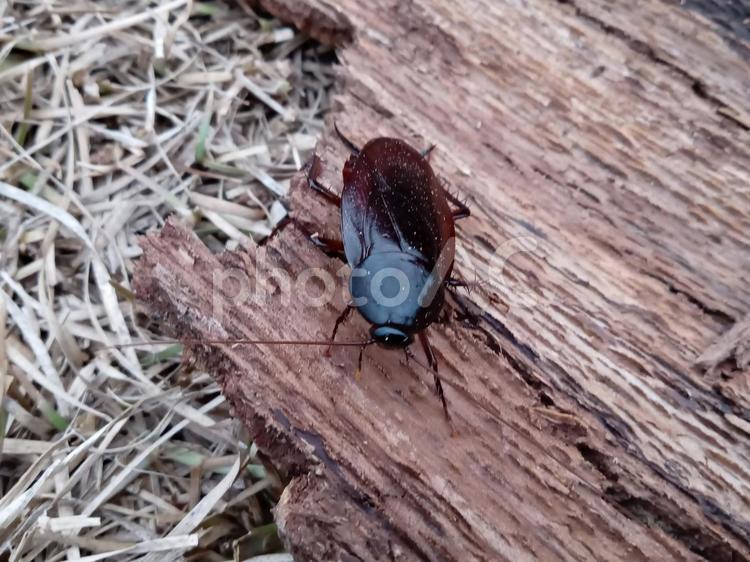 ゴキブリ ゴキブリ,アブラムシ,昆虫の写真素材