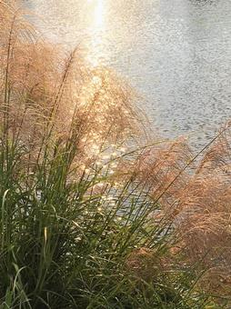 池のススキ 池のススキの写真
