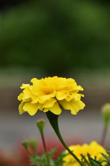 Photo, marigold, flower, petal, 