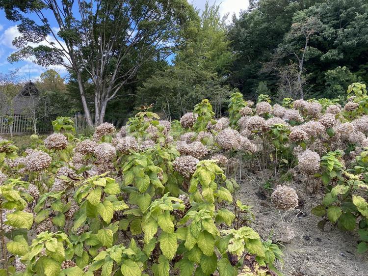枯れたアジサイ アジサイ,紫陽花,枯れたの写真素材