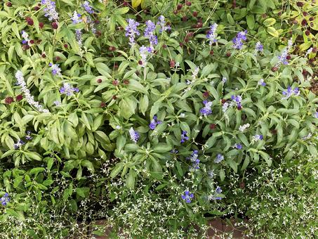 小さな花の群生 小さな花の群生の写真