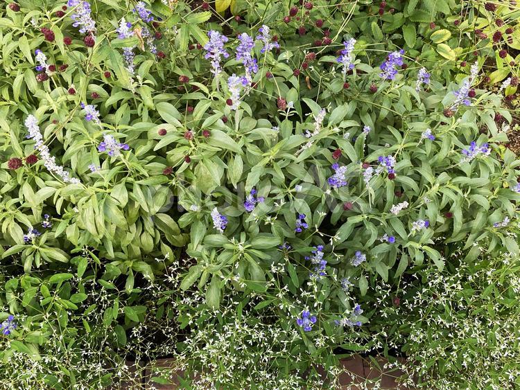 小さな花の群生 かわいい,自然,グリーンの写真素材