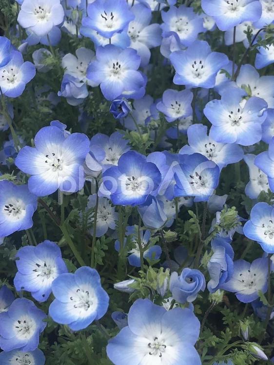 ネモフィラ　春　花畑　庭　庭園 ネモフィラ,ネモフィラ畑,春の写真素材