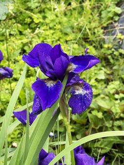 紫の花 紫の花,紫,花の写真素材