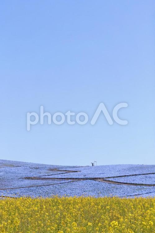 ネモフィラのイメージ ネモフィラ,春,花の写真素材
