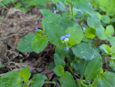 つゆ草 つゆ草の写真