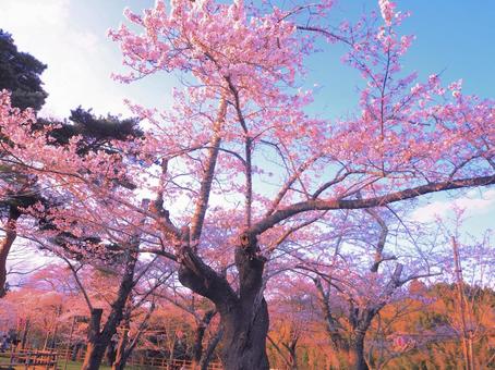 桜の木 桜の木の写真