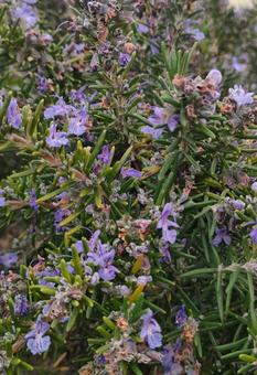 ローズマリー ローズマリー,ハーブ,花の写真素材