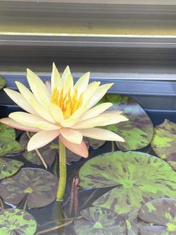睡蓮 植物,ビオトープ,花の写真素材