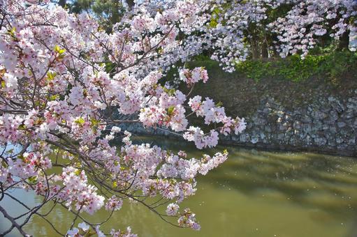 桜 桜の写真